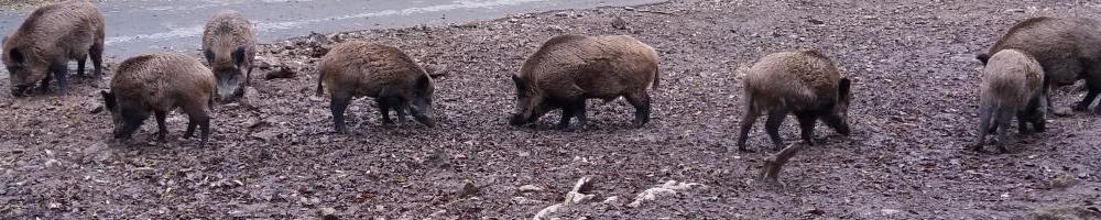 La lutte contre la peste porcine africaine et le rôle du futur Plan de gestion des sangliers