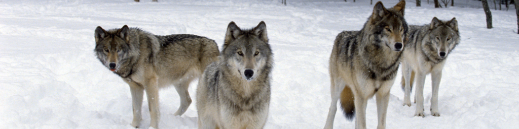 Le loup de retour en Wallonie