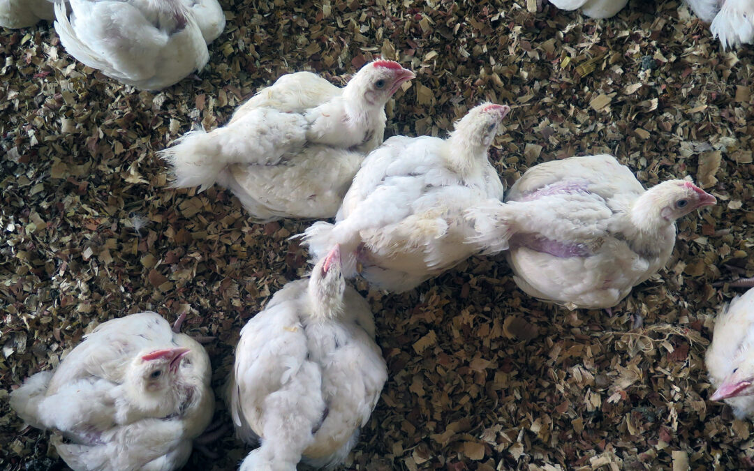 La grippe aviaire