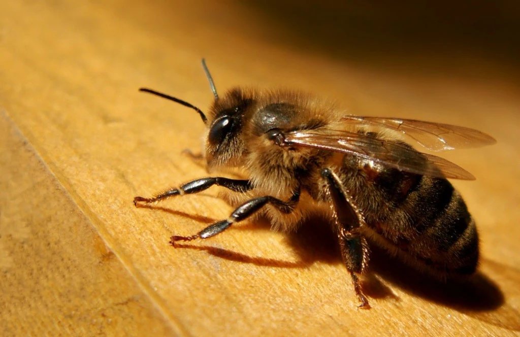 La fécondation artificielle des reines chez les abeilles